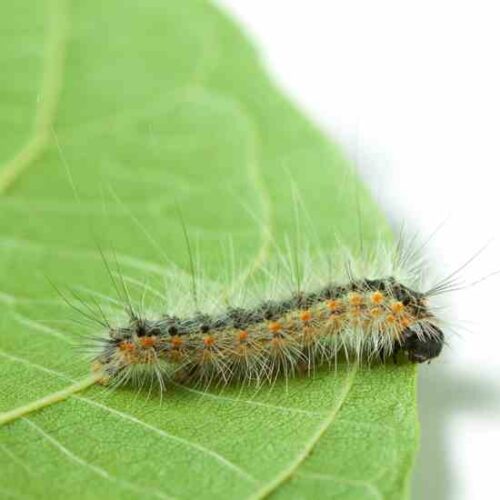 Butterflies and Larval Food Plants Mother Earth News